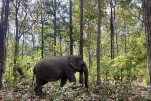 Utforsk Don Village og Yok Don nasjonalpark