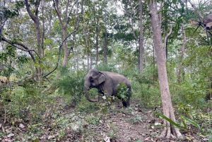 Utforsk Don Village og Yok Don nasjonalpark