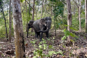 Utforsk Don Village og Yok Don nasjonalpark