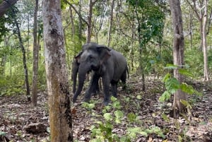 Utforsk Don Village og Yok Don nasjonalpark