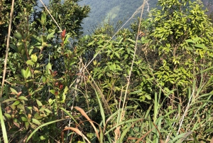 From Da Nang: Bach Ma National Park Trekking