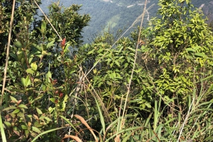 From Da Nang: Bach Ma National Park Trekking