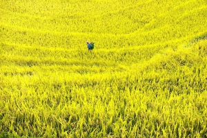 Från Hanoi: 2-dagars Mu Cang Chai- och Khau Pha Pass-tur