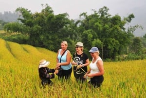 Von Hanoi aus: 2-tägige Sa Pa Ethnic Homestay Tour mit Trekking
