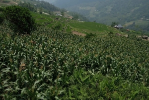 Desde Hanoi: Excursión de senderismo de 2 días a Sapa con alojamiento en familia y comidas