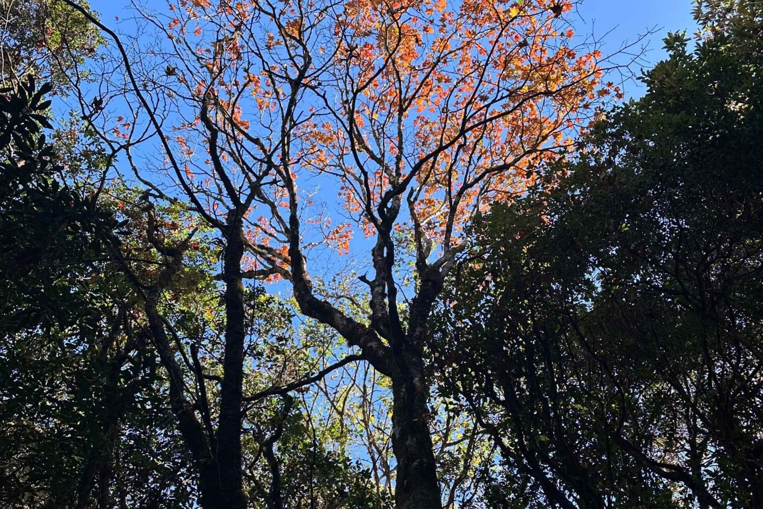 From Hanoi: 2-Day Ta Chi Nhu Trek with Meals & Guide