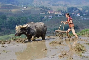 From Hanoi: 2-Day Trekking To Villages In Sapa with Homestay