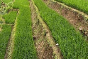 Depuis Hanoi : 3 jours de trekking à Sapa (nuit à l'hôtel et chez l'habitant)