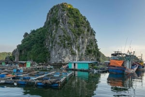 Da Hanoi: Crociera di lusso di un giorno nella Baia di Ha Long e nella Baia di Lan Ha