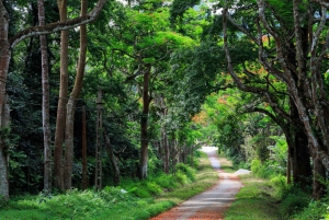 From Hanoi: Ninh Binh & Cuc Phuong National Park 2-Day Tour