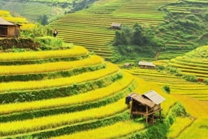 From Hanoi: Private Tour to Mu Cang Chai Rice Field