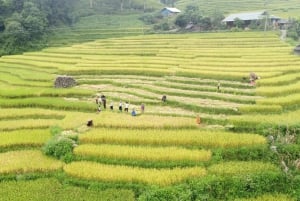 Fra Hanoi: Sapa 2 dage og 1 nat trekking med lokalbefolkningen