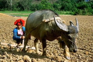 From Hanoi: Sapa Hill Tribes 2-Day Tour by Overnight Train