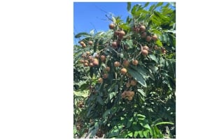 Depuis Hô-Chi-Minh-Ville : visite écologique du delta du Mékong en petit groupe