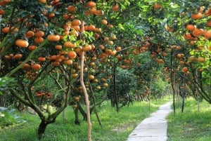 Vanuit Ho Chi Minh: 3-daagse Mekong Delta en stadsrondleiding