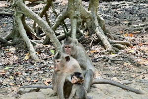 Ho Chi Minhistä: Can Gio Monkey Island & Mangrove Tour