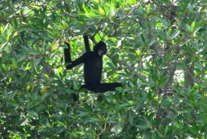 Ho Chi Minhistä: Can Gio Monkey Island & Mangrove Tour