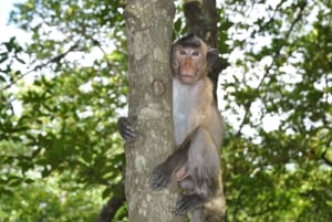 From Ho Chi Minh City: Can Gio Mangrove Guided Forest Tour