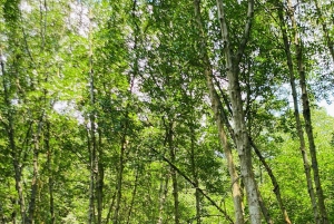 Fra Ho Chi Minh-byen: Can Gio Mangrove & Monkey Island Trek