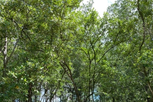 Fra Ho Chi Minh-byen: Can Gio Mangrove & Monkey Island Trek