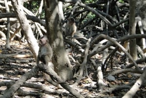 From Ho Chi Minh City: Monkey Island Excursion by Boat