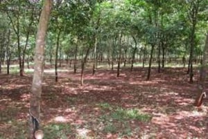 De Ho Chi Minh: Long Tan Nui Dat Campo de batalha de Vung Tau