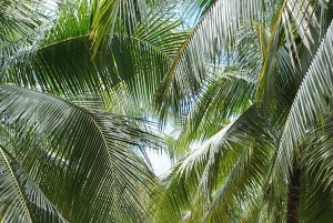 Von Ho Chi Minh aus: Mekong Delta, My Tho & Ben Tre Tagestour