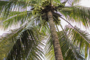 From Ho Chi Minh: Mekong Delta Small Group Day Trip