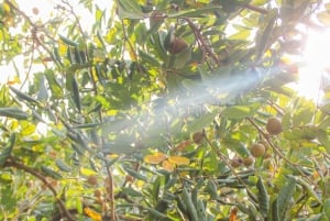 From Ho Chi Minh: Mekong Delta Small Group Day Trip