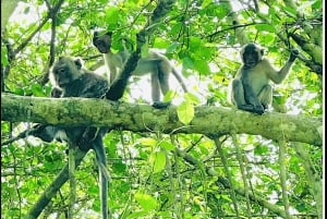 ホーチミン発フーコック島行き：4日間3泊のキャンザツアー