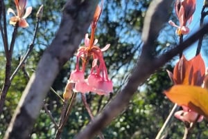 Desde Hue: excursión de 1 día al parque nacional de Bach Ma con recogida