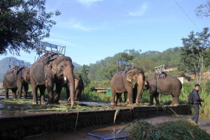 Från Nha Trang: Dagstur till Dalat