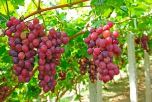 From Nha Trang: Discover Phan Rang Scenic Trip & Vinh Hy Bay