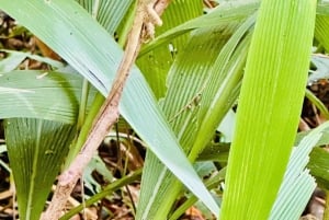 ニンビン発:クックフオン国立公園デラックスツアー