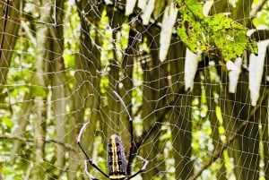 ニンビン発:クックフオン国立公園デラックスツアー