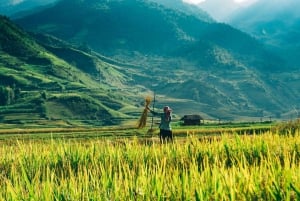 From Sapa : 1 Day Amazing Sapa Trek To Terrace rice field