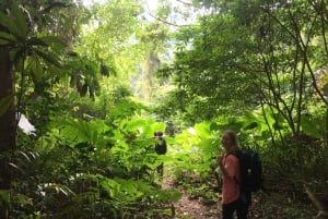 Heldags trekking i jungelen i Cat Ba nasjonalpark