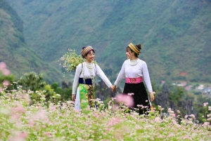 Ha Giang Loop: tour de 3 días a los lugares más destacados, resort de 4*.