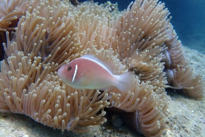 Half-Day Snorkeling trip in Nha Trang with Vietnam Active