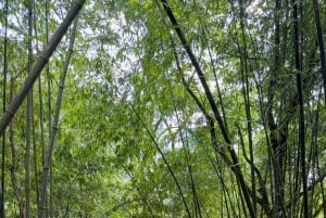 Ханой: 2-дневный тур по национальному парку Бави и Тамдао