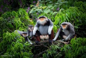 Hanoi: 2-dages tur til Ninh Binh – Cuc Phuong-junglen og Tam Coc på cykel