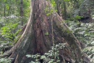 Hanoi: 2-dages tur til Ninh Binh – Cuc Phuong-junglen og Tam Coc på cykel