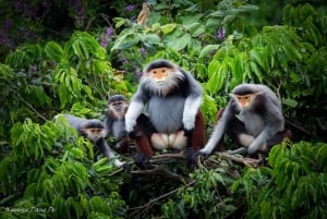 ハノイ発：ニンビン、ククフォン国立公園、タムコック 2日間自転車ツアー