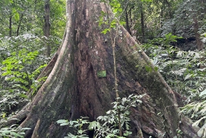 ハノイ発：ニンビン、ククフォン国立公園、タムコック 2日間自転車ツアー