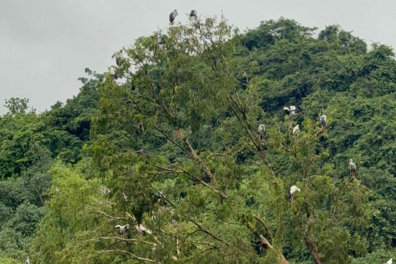 Hanoi: 2-dagers Ninh Bình-tur med båttur og pagoder