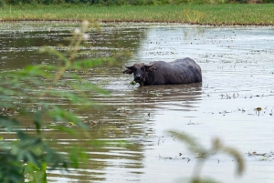 Hanoi: 2-daagse Pu Luong-trekking met gids, afzetten in Ninh Binh