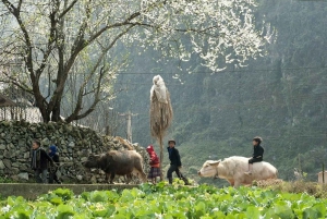 Hanoi: 2-Day Sa Pa Guided Village & Homestay Trekking Tour