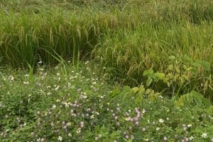 Hanói: excursão privada de 2 dias ao Pico Ba Vì e ao Vale Mai Châu