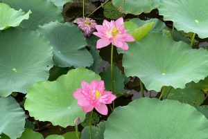 Hanoi: Cuu Ancient Village, Incense Village and Dau Pagoda
