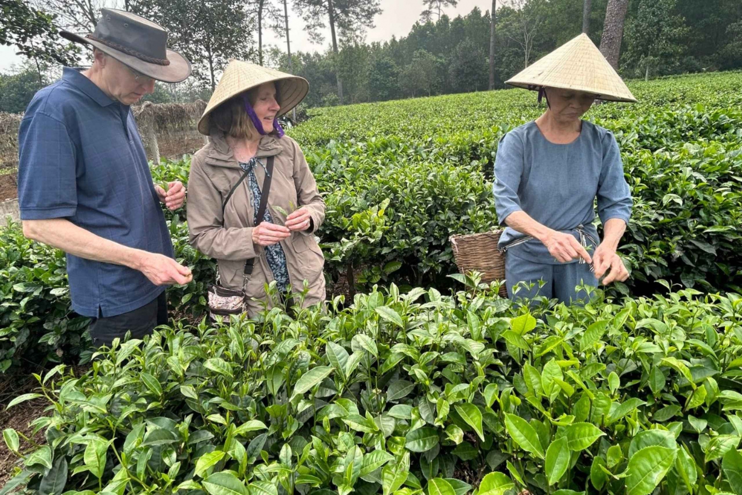Tour ecologico di Hanoi: Meraviglie del Parco Nazionale di Ba Vi e piantagione di tè